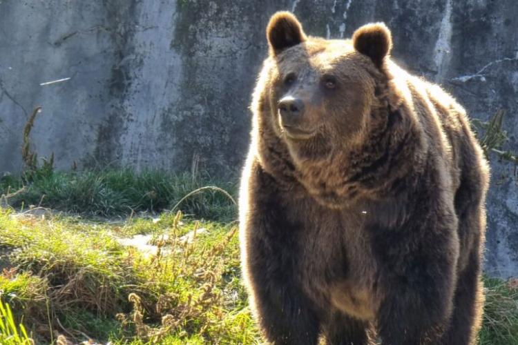 Urs văzut într-o localitate din Alba. Locuitorii au fost atenționați să rămână în locuințe