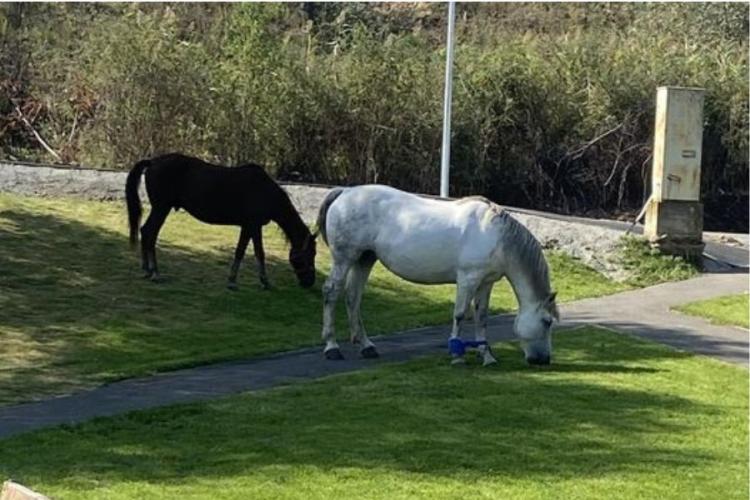 Doi cai, dintre care unul cu picioarele legate, surprinși într-un parc de joacă din Florești: „Curățenie de toamnă, mașină de tuns ecologică”