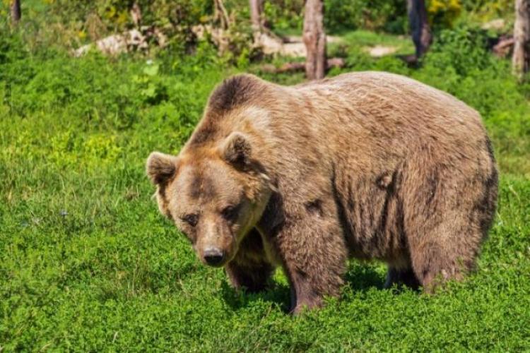  Autoritățile încă nu au găsit ursul care a atacat o fată de 14 ani gravidă și un bătrân, în Brașov