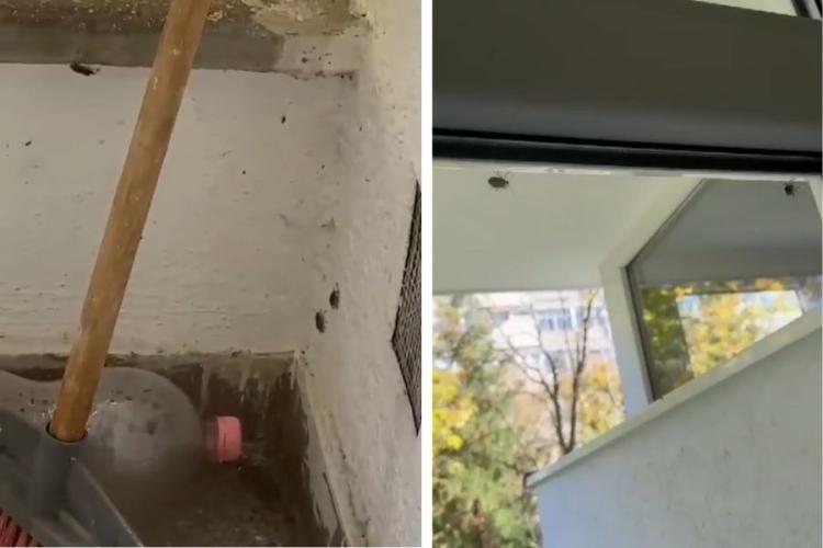 VIDEO. Ploșnițele marmorate nu se sperie de frig! Clujenii din Gheorgheni încă nu au scăpat de invazia insectelor urât mirositoare: „Ne intră în case”