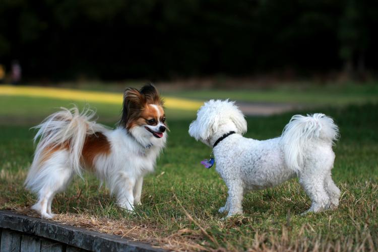 Și cățeii au parte de distracție la Cluj! Cel mai jucăuș festival canin are loc în weekend. Hai și tu cu blănosul tău/ Vezi programul activităților