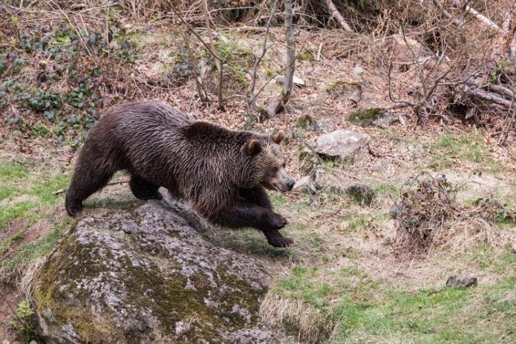 Bărbat atacat de urs, în stare gravă. A intervenit de urgență SMURD-ul 