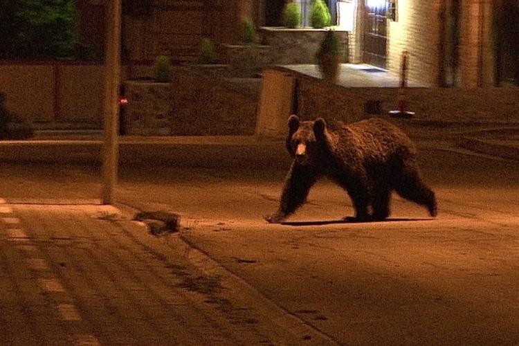 Patronul unui hotel din Ardeal, speriat de inconștiența străinilor care vor să-și facă poze cu urșii: „Ei nu știu că nu e de glumă cu animalele sălbatice”