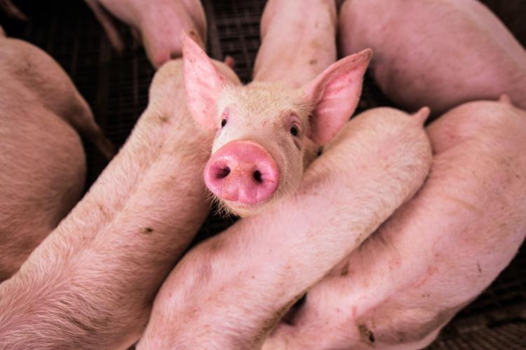 Aproape 2.000 de porci vor fi ucişi la o fermă din Ardeal. S-a descoperit un focar de pestă porcină africană