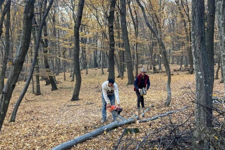 Se taie copaci în pădurea HOIA, raiul verde al orașului! Mai mulți tineri cu mașini de teren surprinși în acțiune  VIDEO/FOTO