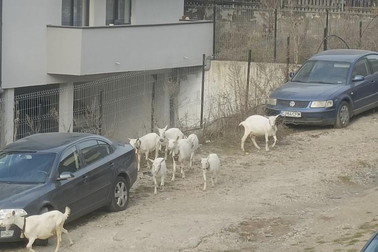 VIDEO. Cluj- Turmă de capre, surprinsă pe străzile din Florești, printre blocuri și mașini: „Să vă bucurați, alții dau bani să le vadă”