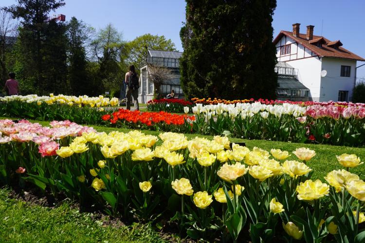 Zilele Porților deschise la serele Grădinii Botanice din Cluj continuă! Ce surprize au pregătit pentru iubitorii de plante 