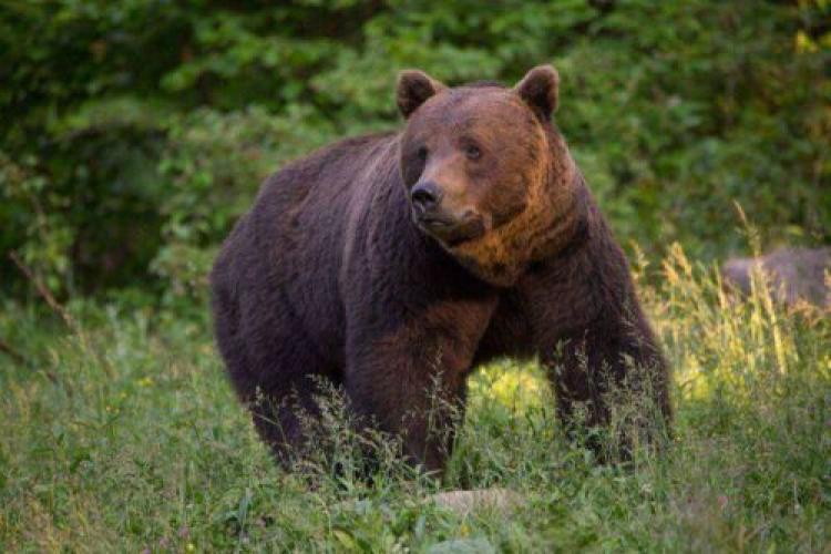 Urșii atacă din nou gospodării! Oamenii se tem să iasă din case