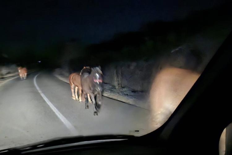 Pericol pe o șosea din Cluj! Patru cai care se plimbă liberi pe carosabil i-au alarmat pe șoferi: „Bietele animale pot fi lovite oricând”