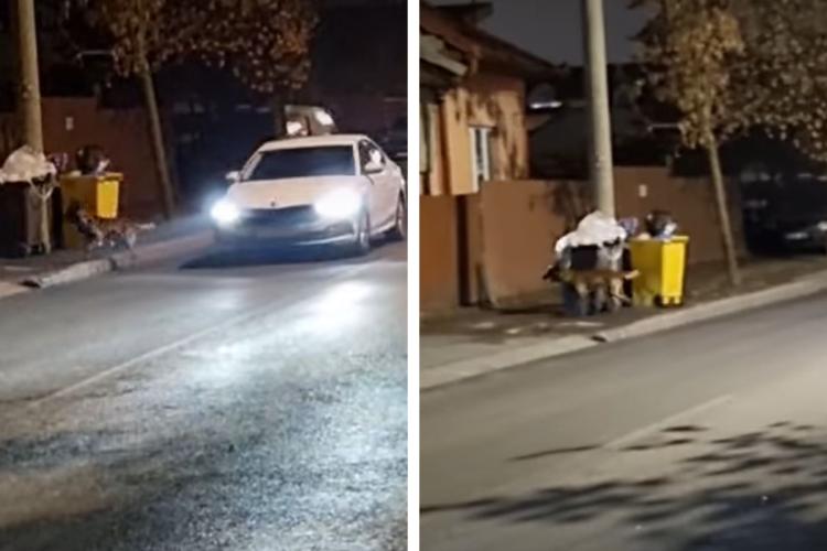 VIDEO. Un cățel de pe strada Plevnei bagă spaima în șoferii din Cluj-Napoca. Animalul iese în fiecare seară la vânătoare de mașini: „E mult mai periculos”