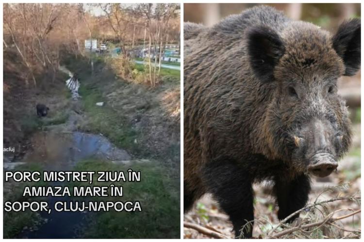 VIDEO Porc mistreț surprins, ziua în amiaza mare, la plimbare în cartierul Sopor din Cluj-Napoca, lângă Baza Sportivă Gheorgheni 