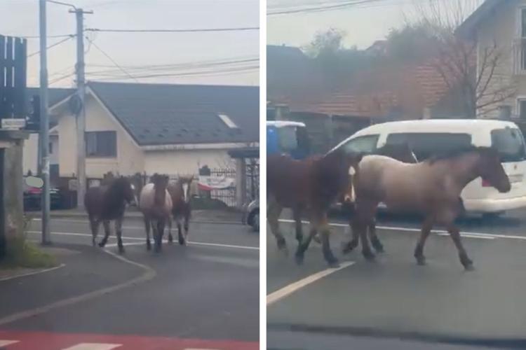 VIDEO. Scene de Vestul Sălbatic, pe străzile din Cluj! Trei cai au făcut slalom printre mașini în cartierul Iris