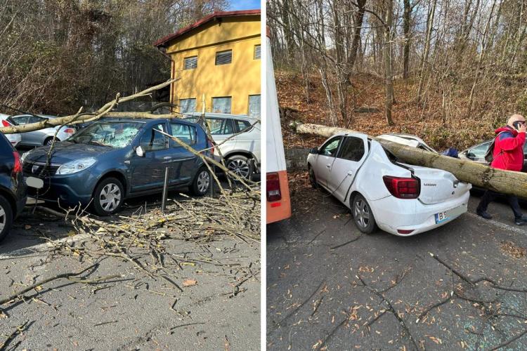 FOTO. Vântul face ravagii în Ardeal! Mai multe mașini au fost distruse de copacii smulși din rădăcini