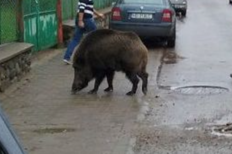 ,,Întâlnire neprevăzută” cu un porc mistreț pe o stradă din Cluj. Un bărbat și un copil au dat nas în nas cu animalul în timp ce se aflau la plimbare