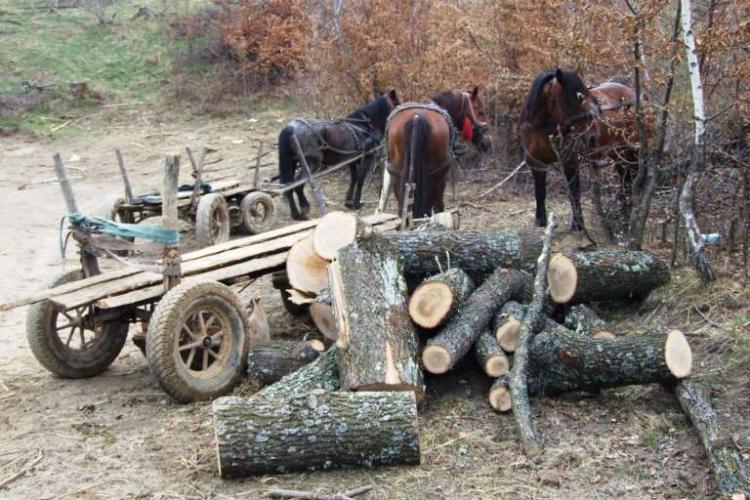 Cluj: Hoț de lemne cu „tradiție”, prins în flagrant de două ori de un pădurar! A provocat pagube colosale în două zile de „activitate”