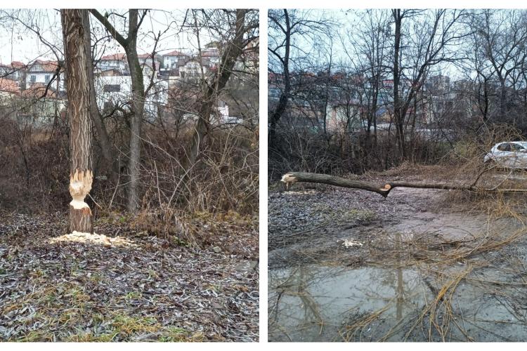 Un castor harnic și-a găsit de lucru pe malul unui râu din Cluj. Emoții pentru șoferii cu mașini parcate în zonă:,,Taie mai curat ca specimenele care fură”