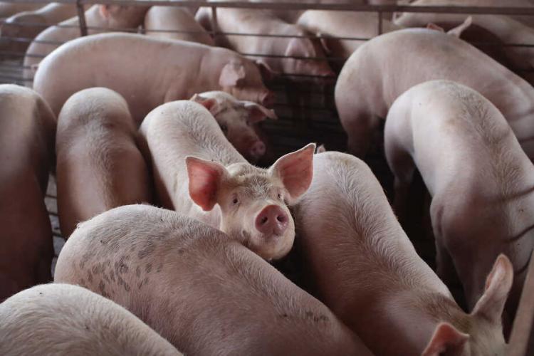 Un specialist atrage atenția asupra faptului că importăm 80% din carnea de porc: ,,Suntem la mâna marilor jucători de pe piaţa din Europa”