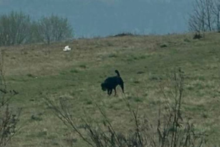 Câine periculos, surprins singur la plimbare prin Cluj! Oamenii se tem:  ,,E ilegal să fie plimbat de stăpân fără lesă, darămite să fie lăsat liber” 