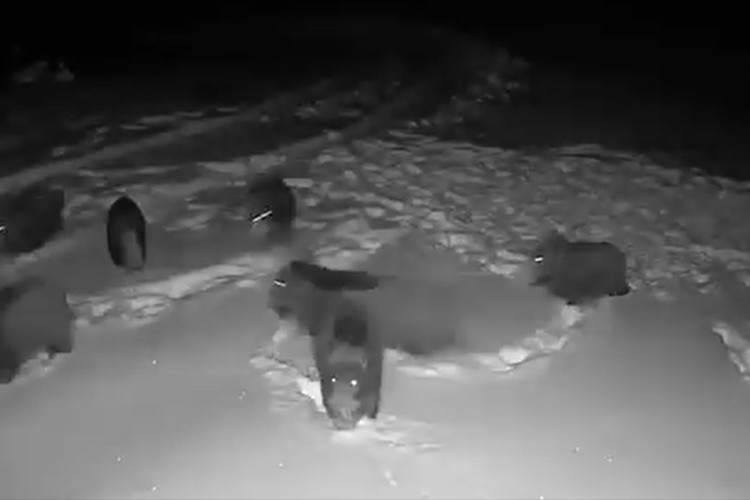 Cluj: Imagini spectaculoase cu confruntarea dintre o turmă de mistreți și o haită de lupi! Animalele au dus un război într-o pădure din Răchițele VIDEO