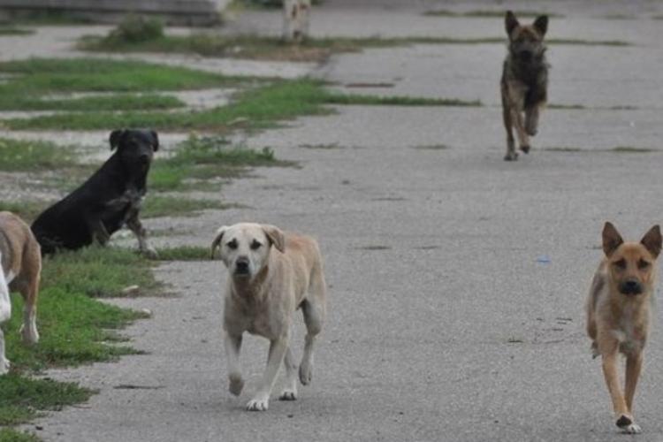 Clujenii din Borhanci, terorizați de câinii lăsați liberi pe străzi. Apel disperat către autorități: ,,Ne este frică să ieșim din curte să ne plimbăm” 