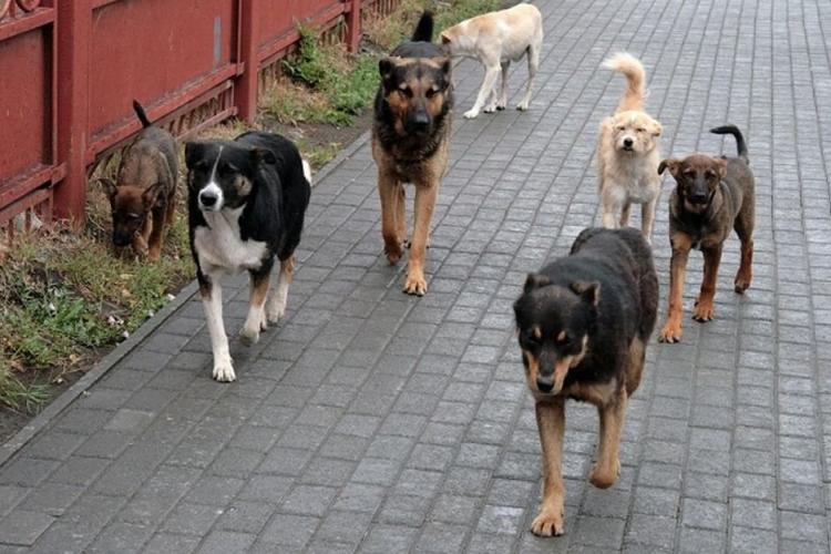 Clujeancă rănită grav, după ce a fost atacată de o haită de câini în Florești: „Proprietarul lor va plăti cu vârf și îndesat! Evitați zona”