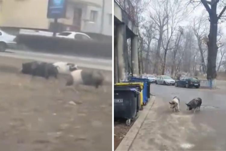 Cluj: Trei PORCI au ieșit la „colindat” pe străzile din Turda! Animalele au explorat orașul în lung și-n lat - VIDEO