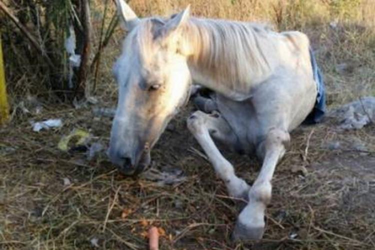 Cruzime fără margini! Un bărbat a bătut crunt un cal și l-a abandonat într-un șanț la marginea drumului. A primit o amendă URIAȘĂ