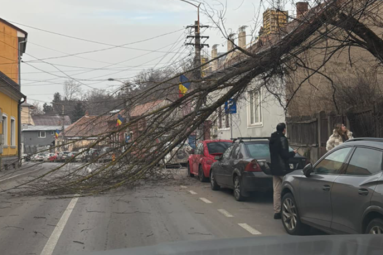 Atenție șoferi! Trafic blocat pe o stradă din Cluj, după ce un copac s-a rupt și a căzut pe carosabil - FOTO 