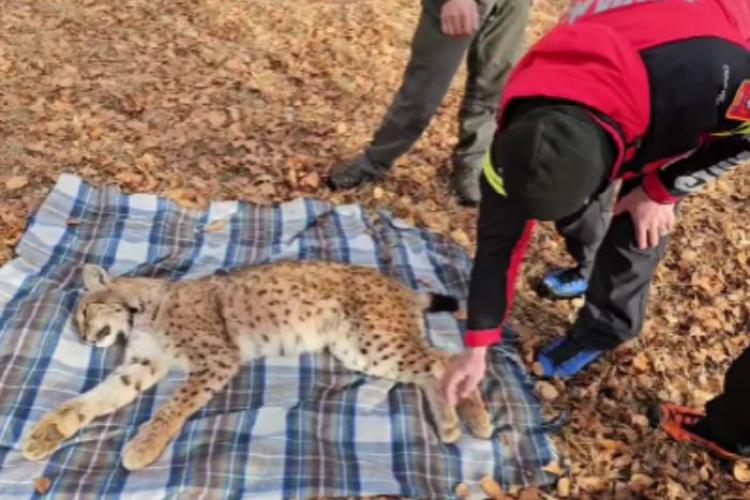 Intervenție spectaculoasă! Un râs a fost salvat dintr-o fântână de 15 metri. Animalul sălbatic a scăpat nevătămat