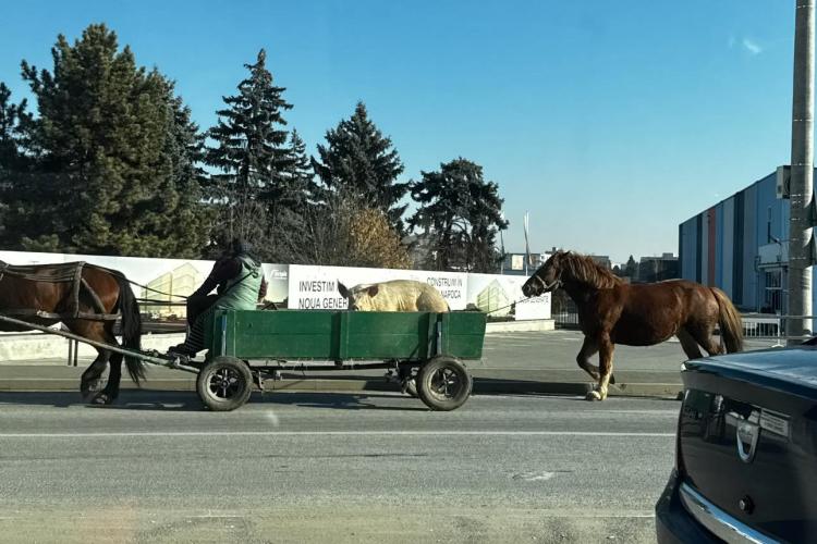 Scenă inedită pe o stradă din Cluj! Și-a scos porcul și calul la plimbare: „Evitați zona, se aglomerează”