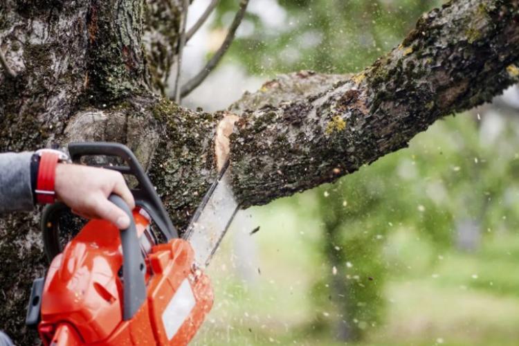 Spațiile verzi din Cluj, în pericol! Au tăiat arbori de peste 50 de ani fără să planteze nimic în locul lor: „Vă rugăm să o faceți cât mai repede”