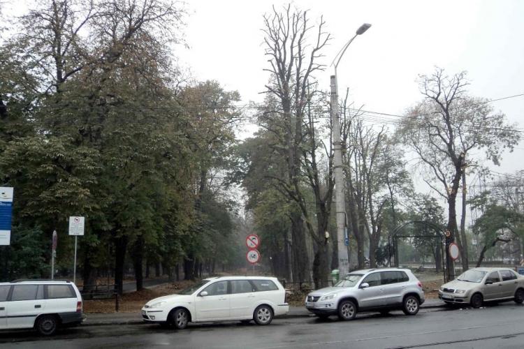 Ecologistii din oras ii cheama pe clujeni sa adopte un copac din Parcul Central